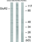 Anti-GLUR2 antibody produced in rabbit affinity isolated antibody