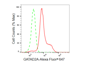 KD-Validated Anti GATAD2A Antibody, clone 23GB5685, Rabbit Monoclonal clone 23GB5685, recombinant rabbit monoclonal, expressed in HEK293 cells