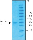 来自西非单叶豆（加纳籽）的凝集素 lyophilized powder