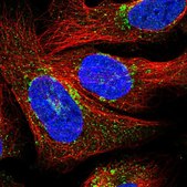 Anti-PRIM1 antibody produced in rabbit Prestige Antibodies® Powered by Atlas Antibodies, affinity isolated antibody, buffered aqueous glycerol solution