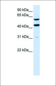 Anti-PTDSS1 antibody produced in rabbit affinity isolated antibody