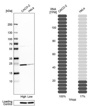 Anti-TFAM antibody produced in rabbit Prestige Antibodies® Powered by Atlas Antibodies, affinity isolated antibody