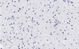 Anti-BMI-1 Antibody, clone F6 ZooMAb® Mouse Monoclonal recombinant, expressed in HEK 293 cells