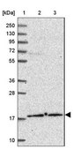 Anti-POLE3 antibody produced in rabbit Prestige Antibodies® Powered by Atlas Antibodies, affinity isolated antibody, buffered aqueous glycerol solution