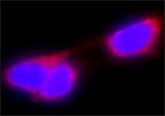 抗 谷胱甘肽-S-转移酶 (GST) 兔抗 IgG fraction of antiserum, buffered aqueous solution
