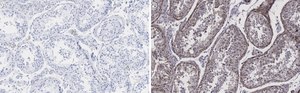 Anti-Pericentrin Antibody, clone 2H11, ZooMAb® Rabbit Monoclonal recombinant, expressed in HEK 293 cells