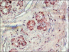 Anti-Histone H3 antibody produced in rabbit IgG fraction of antiserum, buffered aqueous solution