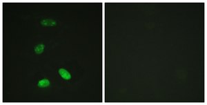 Anti-MYB antibody produced in rabbit affinity isolated antibody