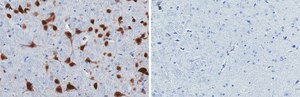 Anti-NeuN Antibody, clone 13E6, ZooMAb® Rabbit Monoclonal recombinant, expressed in HEK 293 cells