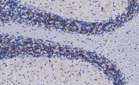 抗VGLUT2抗体，克隆3C2，ZooMAb®兔单克隆抗体 recombinant, expressed in HEK 293 cells