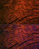 Anti-MYL2 antibody produced in rabbit