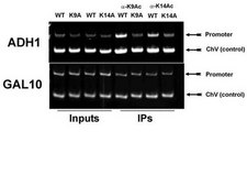 抗乙酰组蛋白H3（Lys14）抗体 serum, Upstate®