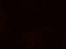 Bacterial negative control FISH probe - Cy3 Probe for fluorescence in situ hybridization (FISH),20 μM in water