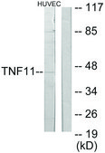 Anti-TNFSF11 antibody produced in rabbit affinity isolated antibody