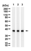 Anti-FPR1 Antibody, clone 1D14 ZooMAb® Rabbit Monoclonal recombinant, expressed in HEK 293 cells