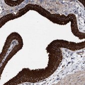 Anti-MRPL38 antibody produced in rabbit Prestige Antibodies® Powered by Atlas Antibodies, affinity isolated antibody, buffered aqueous glycerol solution, Ab1