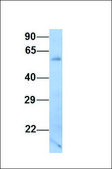 Anti-DES antibody produced in rabbit affinity isolated antibody