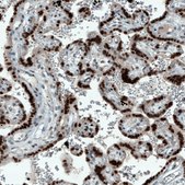 Monoclonal Anti-ATF3 antibody produced in mouse Prestige Antibodies® Powered by Atlas Antibodies, clone CL1685, purified immunoglobulin, buffered aqueous glycerol solution