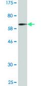 Monoclonal Anti-CTSE antibody produced in mouse clone 2D5, purified immunoglobulin, buffered aqueous solution