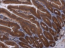 抗-RPS3 兔抗 affinity isolated antibody, buffered aqueous solution