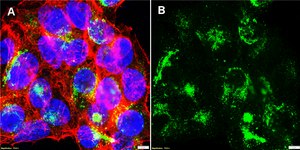 Anti-APOA1 Antibody, clone 2N13 ZooMAb® Rabbit Monoclonal recombinant, expressed in HEK 293 cells