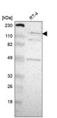 抗-CECR2 兔抗 Prestige Antibodies® Powered by Atlas Antibodies, affinity isolated antibody, buffered aqueous glycerol solution