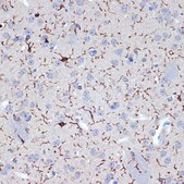 Anti-AIF1/IBA1 antibody produced in rabbit