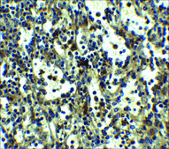 Anti-TLR3 (ab1) antibody produced in rabbit affinity isolated antibody, buffered aqueous solution