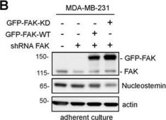 Anti-FAK Antibody Upstate®, from rabbit