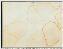 Anti-Dystrophin Antibody, mid-rod, clone 6D3 culture supernatant, clone 6D3, Chemicon®