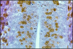 Monoclonal Anti-BrdU antibody produced in mouse clone BU-33, ascites fluid, Immunohistology Grade