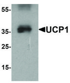 Anti-UCP1 antibody produced in rabbit affinity isolated antibody