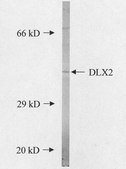 Anti-Dlx2 Antibody Chemicon®, from rabbit