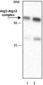 抗-ATG5（N-末端） 兔抗 affinity isolated antibody, PBS solution