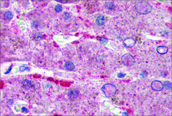 Anti-GPSM2 antibody produced in rabbit affinity isolated antibody
