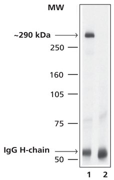 抗 mTOR 兔抗 1.0-1.5 mg/mL, affinity isolated antibody, buffered aqueous solution