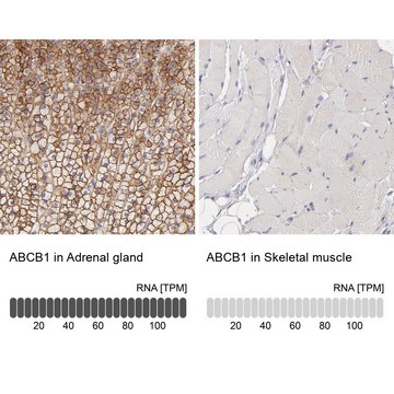 Anti-ABCB1 antibody produced in rabbit Prestige Antibodies® Powered by Atlas Antibodies, affinity isolated antibody, buffered aqueous glycerol solution