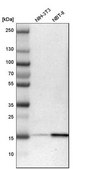 Anti-ACP1 antibody produced in rabbit Prestige Antibodies® Powered by Atlas Antibodies, affinity isolated antibody, buffered aqueous glycerol solution
