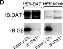 Anti-Dopamine Transporter Antibody, NT, clone DAT-Nt culture supernatant, clone DAT-Nt, Chemicon®