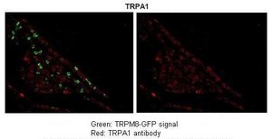 Anti-TRPA1 antibody produced in rabbit affinity isolated antibody