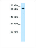 Anti-POR (AB1) antibody produced in rabbit affinity isolated antibody