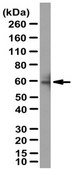 Anti-GAD65 Antibody from rabbit, purified by affinity chromatography