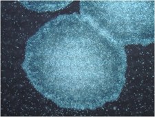 PluriSTEM-XF® Recombinant Vitronectin Human pluripotent stem cell culture.