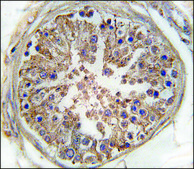 Anti-PRKAG1 (center) antibody produced in rabbit IgG fraction of antiserum, buffered aqueous solution