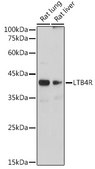 Anti-LTB4R Antibody, clone 4R2X8, Rabbit Monoclonal