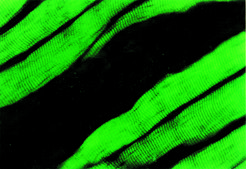 Monoclonal Anti-Actin (α-Sarcomeric) antibody produced in mouse clone 5C5, ascites fluid