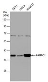 抗 AKR1C1 兔抗 affinity isolated antibody, buffered aqueous solution