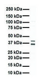 Anti-GAPDH antibody produced in rabbit affinity isolated antibody