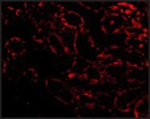 抗-RIP3 兔抗 affinity isolated antibody
