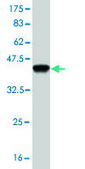 Monoclonal Anti-PLD1 antibody produced in mouse clone 2F3, purified immunoglobulin, buffered aqueous solution